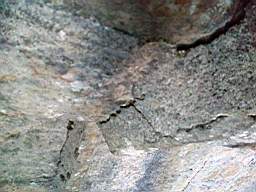 stcronans 4850.jpg